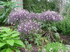 131 Ile de Batz Jardin Georges Delaselle_000009